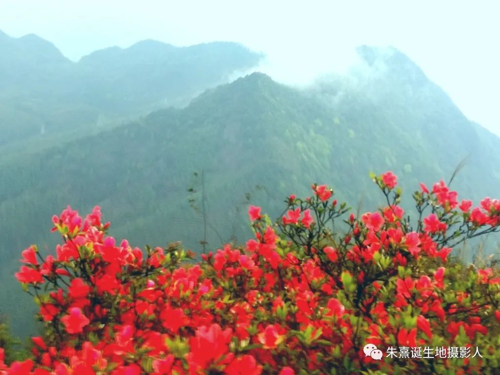 人间四月芳菲尽,三明的第一波杜鹃花这里先开为敬!